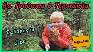 MUSHROOM PICKING IN GERMANY. BAVARIAN FOREST. Ingolstadt. LIFE IN GERMANY.