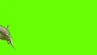 Birds flying green screen - Chroma Key