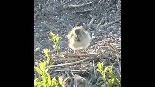 Meadow Pipit Slow Motion Fluff Up & Shake