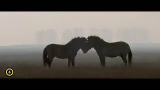 Kék Bolygó Alapítvány fődíj - Vadlovak - Hortobágyi mese