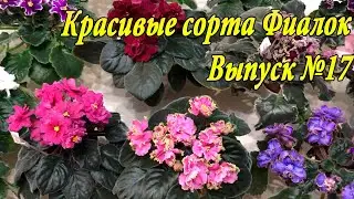 Красивые сорта Фиалок(Выпуск №17)