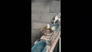 TERNAK KENARI KOLONI UNTUNG JUTAAN RUPIAH