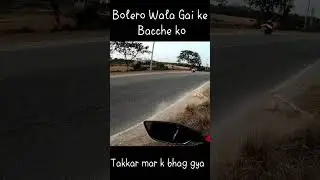 Bolero Hit Cow’s child 😭 #shorts #youtubeshort #trending  #youtube