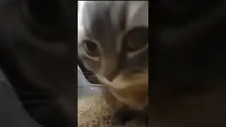 Чипи чипи чапа чапа руби 