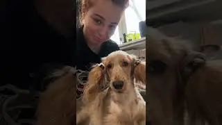 ДОББИ СВОБОДЕН 🐕🧦