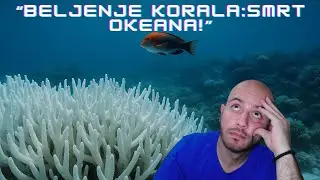 Beljenje Korala: Vezano za Smrt | Kriza Okeana i Globalni Ekološki Problemi!