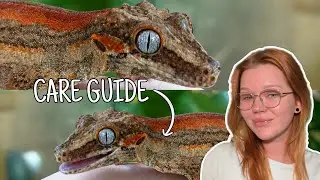 All About GARGOYLE GECKOS | Gargoyle Gecko Care Guide 2025
