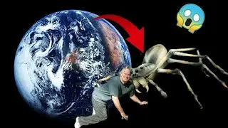 Giant Spider😱on Google Earth
