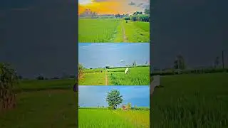 3 Layer farming video editing| 3 Layer Farming Reels| 3 Layer Video|  Farming reels Editing
