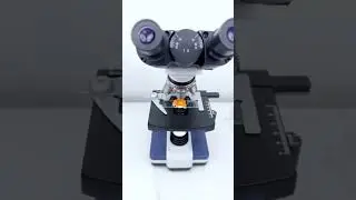 Крабовая Палочка под микроскопом