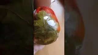 Маринованные помидоры с дубовыми листьями. Внешний вид прекрасен 