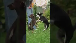 весело! чихуашечно!