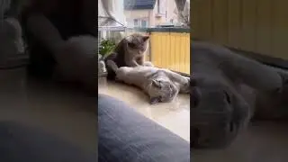 #котики