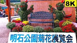 8K 30fps【兵庫県立明石公園/第96回 菊花展覧会/2024】10/26(土)10:00～11:30頃