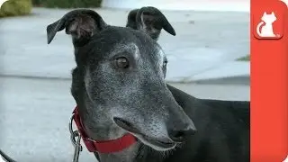 Magilla the High Prey Greyhound - Tails of Hope