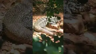 Teiú no Parque Pedra da Cebola