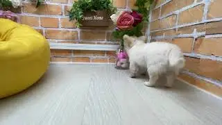 ペットショップ 犬の家 桑名店 127597チワワ♀
