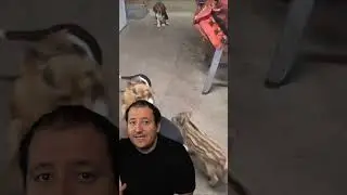 Beagles jugando con un jabalí