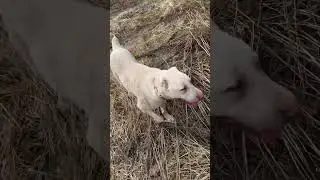 #waterdog
