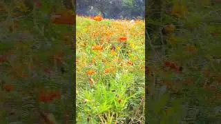 beautiful  flower