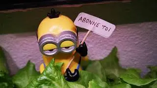 Hydroponie : Laitue de A à Z Cultiver la salade gratuite à l'intérieur de la maison