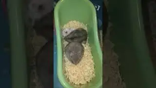 Хомячки девочки дерутся из за хомяка Семёна!🤨😮 Hamsters fight!