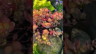 Новый день в моём саду 🌟Der neuer Tag in meinem Garten ist da 🌟07.09.24
