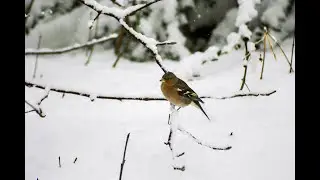 ПТИЦЫ в зимнем саду