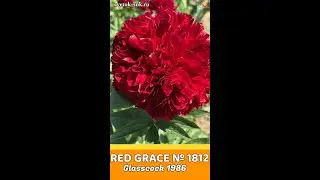 Пион Red Grace / Сад Ворошиловой #shorts #redgrace #садворошиловой #цветы #пионы #peony
