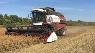 Уборка проса на семена сорт 