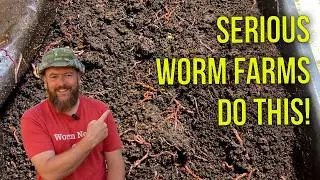 One Worm Bin or Two? The Truth About Breeding vs Castings Production