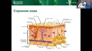 Антилевский Вячеслав  Кожные заболевания: витилиго, псориаз, атопический дерматит, грибок.