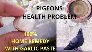 Pigeons Health Problems |GARLIC treatment |100% work (Home Remedy)