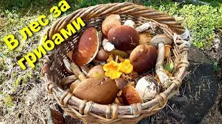 Грибы 2021.Грибник не ожидал такого разнообразия( белые, лисички, подосиновики и др...)