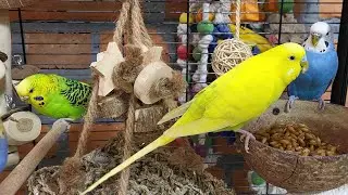 relaxing budgie sounds