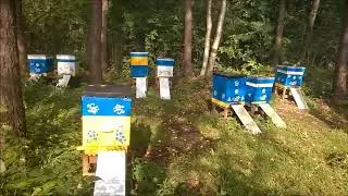 Урожай сезона 2017. (запоздалое)