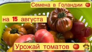УРОЖАЙ ТОМАТОВ 🍅 НА 15 августа 👩‍🌾СЕМЕНА В ГОЛАНДИИ 🍅👩‍🌾