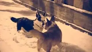 dog snow2