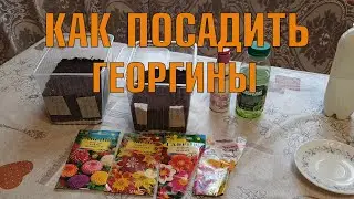 ГЕОРГИНЫ: выращиваем из семян