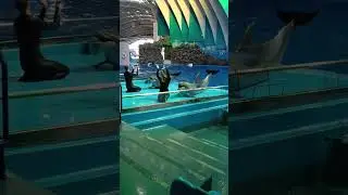 Песни дельфинов 🐬