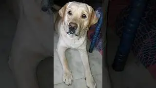 Cute labrador #dog shy ko Subah Jaldi Utha Diya 🤣 #shorts #minivlog #sourshy #adorable #cute #dogs