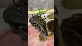 These Butterflies Are So Calm #calmdown #butterfly #butterflies #youtubeshorts