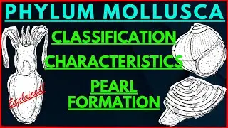 All about Mollusks | Phylum Mollusca Classification Characteristics | Pearl Formation Oyster Mussels