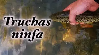 Pesca de truchas a ninfa