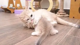 A cute kitten got angry when its mother cat hugged it too tightly