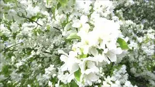 Александр Бушуев - Так хочется/ www.serovglobus.ru