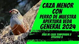 CAZA MENOR CON PERRO DE MUESTRA: PERDIZ Y CONEJO EN ACCIÓN | DÍAS DE CAZA