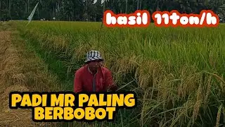 PADI MR 263 BULIR BENING DAN BERBOBOT