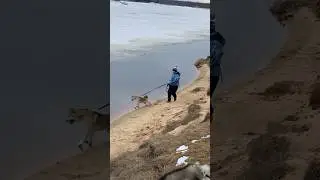 Ли́са и льдинка 🐶🐕🤪