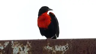 Red-Breasted Meadowlark (Leistes militaris) male in breeding plumage, French Guiana